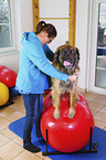 Leonberger in animal physiotherapy