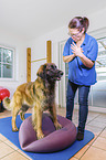 Leonberger in animal physiotherapy