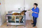 Leonberger in animal physiotherapy
