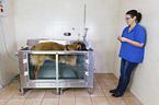 Leonberger in animal physiotherapy