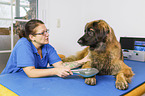 Leonberger in animal physiotherapy