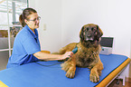 Leonberger in animal physiotherapy