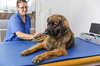 Leonberger in animal physiotherapy