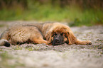 young Leonberger