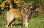 male Leonberger