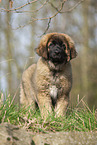 Leonberger puppy