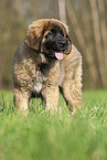 Leonberger puppy