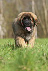 Leonberger puppy