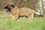 Leonberger puppy