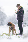 young Leonberger in snow