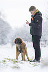 young Leonberger in snow