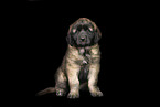 Leonberger Puppy