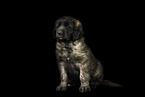Leonberger Puppy