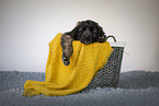Leonberger Puppy