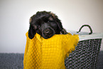 Leonberger Puppy