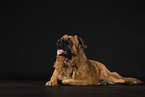 Leonberger