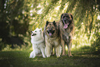 Standard German Spitz, Eurasian Dog and Leonberger