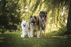 Standard German Spitz, Eurasian Dog and Leonberger
