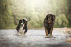 Leonberger and Australian Shepherd