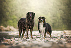 Leonberger and Australian Shepherd