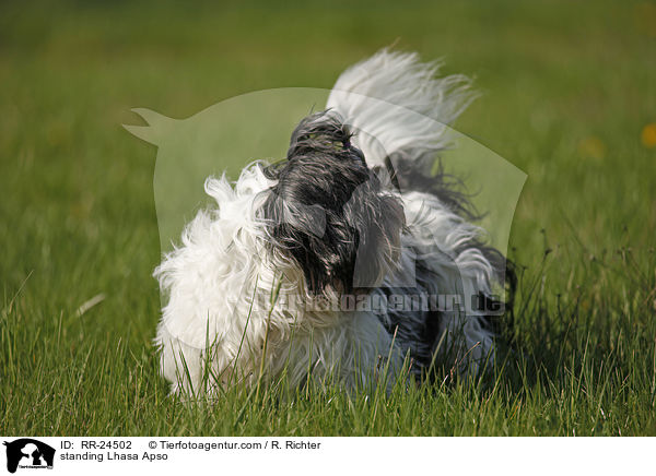 stehender Lhasa Apso / standing Lhasa Apso / RR-24502