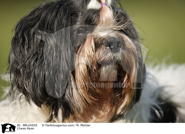 Lhasa Apso / Lhasa Apso / RR-24505