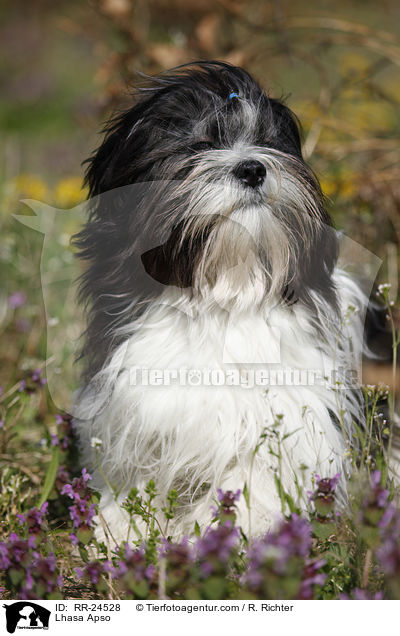 Lhasa Apso / Lhasa Apso / RR-24528