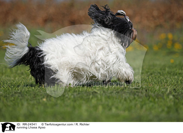 rennender Lhasa Apso / running Lhasa Apso / RR-24541