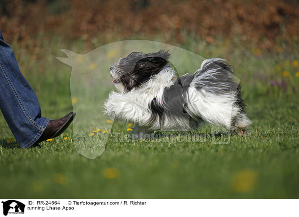 rennender Lhasa Apso / running Lhasa Apso / RR-24564