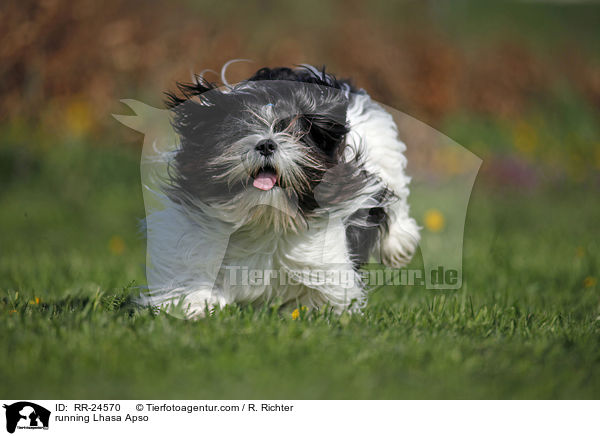 rennender Lhasa Apso / running Lhasa Apso / RR-24570