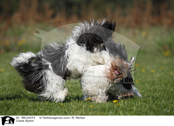 Lhasa Apsos / RR-24574