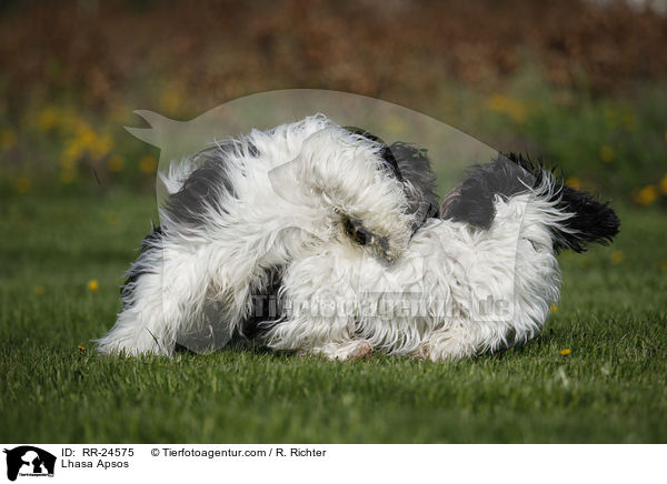 Lhasa Apsos / RR-24575