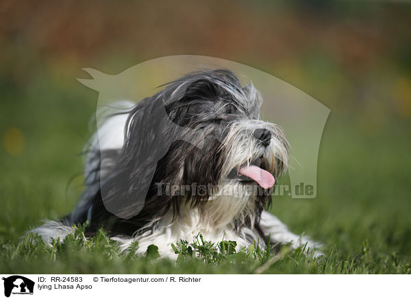 liegender Lhasa Apso / lying Lhasa Apso / RR-24583