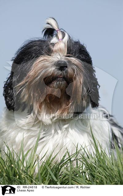 Lhasa Apso / Lhasa Apso / RR-24618