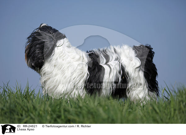Lhasa Apso / Lhasa Apso / RR-24621