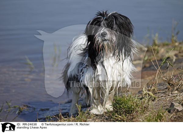 stehender Lhasa Apso / standing Lhasa Apso / RR-24636
