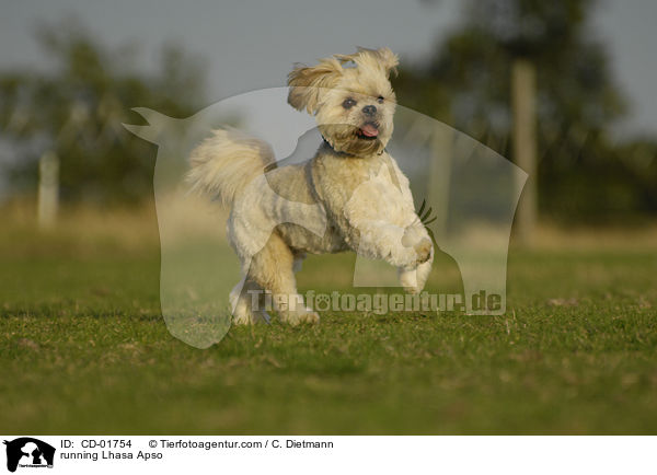 running Lhasa Apso / CD-01754