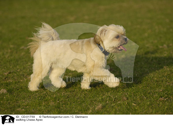 walking Lhasa Apso / CD-01759