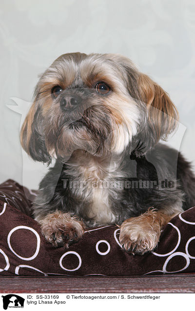 liegender Lhasa Apso / lying Lhasa Apso / SS-33169