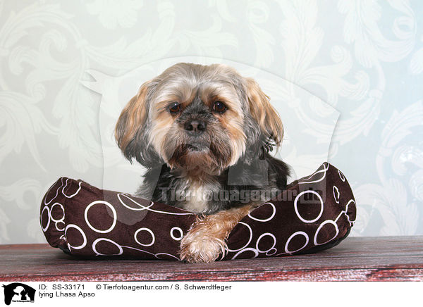 liegender Lhasa Apso / lying Lhasa Apso / SS-33171