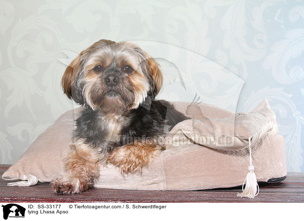 liegender Lhasa Apso / lying Lhasa Apso / SS-33177