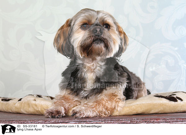 liegender Lhasa Apso / lying Lhasa Apso / SS-33181