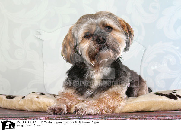 liegender Lhasa Apso / lying Lhasa Apso / SS-33182