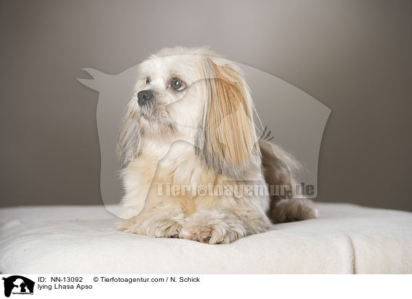 liegender Lhasa Apso / lying Lhasa Apso / NN-13092
