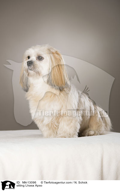 sitzender Lhasa Apso / sitting Lhasa Apso / NN-13096