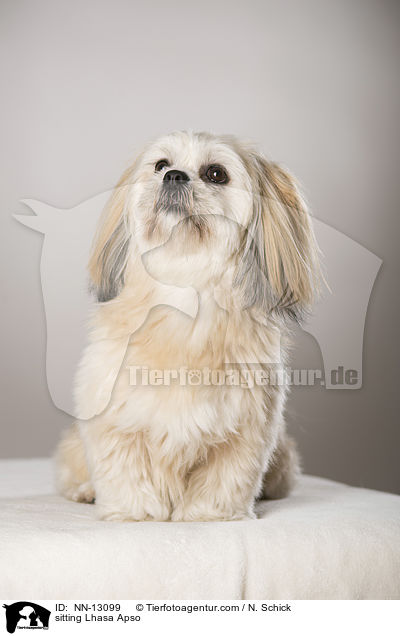 sitzender Lhasa Apso / sitting Lhasa Apso / NN-13099