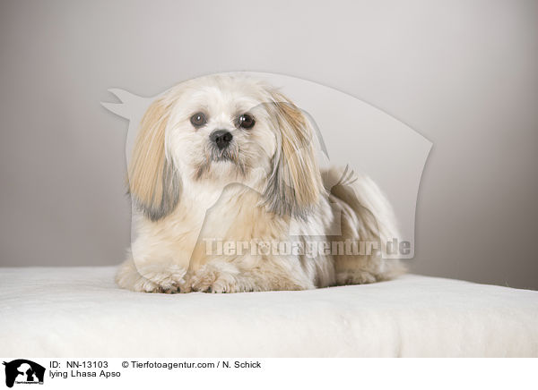 liegender Lhasa Apso / lying Lhasa Apso / NN-13103