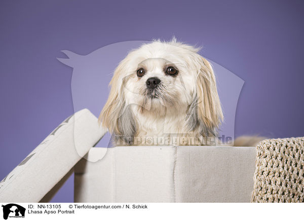 Lhasa Apso Portrait / Lhasa Apso Portrait / NN-13105