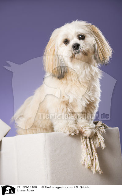 Lhasa Apso / Lhasa Apso / NN-13108