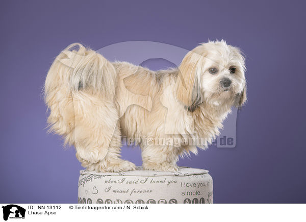 Lhasa Apso / Lhasa Apso / NN-13112